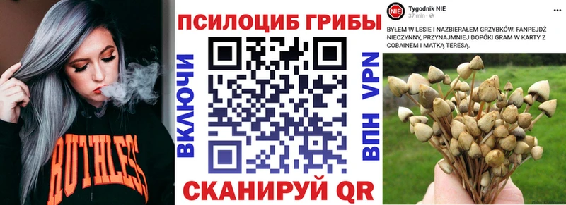Псилоцибиновые грибы Psilocybe  ОМГ ОМГ маркетплейс  Щигры  продажа наркотиков 